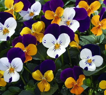 Viola 'Penny Jump Up Mix'