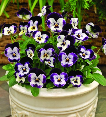 Viola 'Penny Mickey'