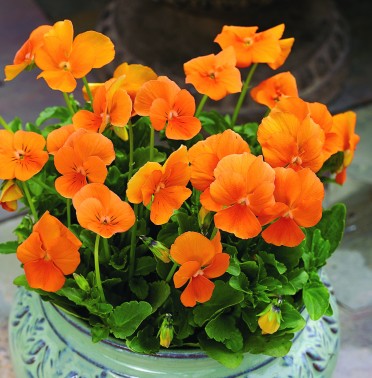 Viola 'Penny Orange'