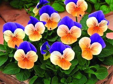 Viola 'Penny Peach Jump Up'