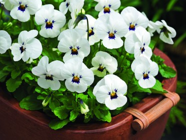 Viola 'Penny White Blotch'