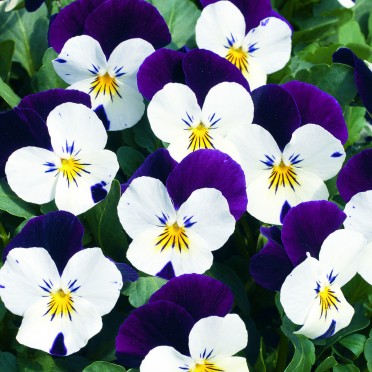 Viola 'Penny White Jump Up'