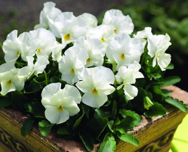 Viola 'Penny White'