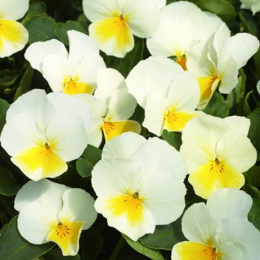 Viola 'Penny Yellow Frost'