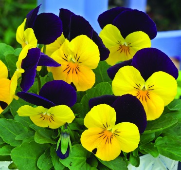 Viola 'Penny Yellow Jump Up'