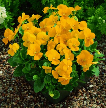 Viola 'Penny Yellow'