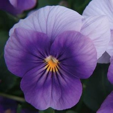 Viola 'Sorbet Beaconsfield'