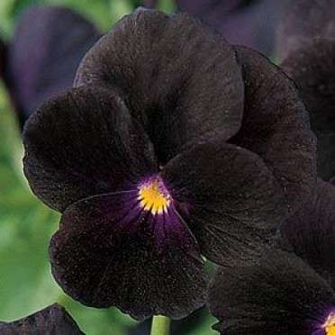Viola 'Sorbet Black Delight'