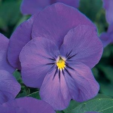 Viola 'Sorbet Blue Heaven'