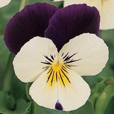 Viola 'Sorbet Coconut Duet'