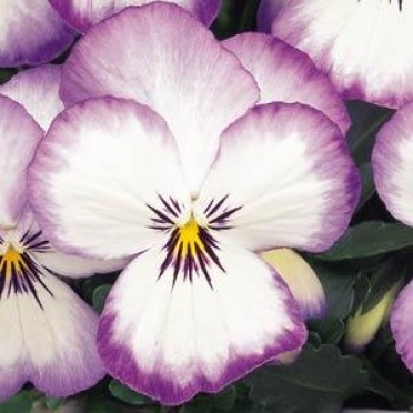 Viola 'Sorbet Coconut Swirl'