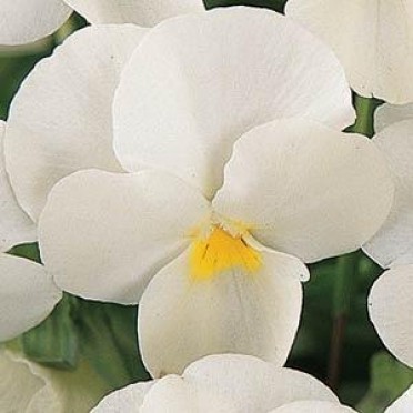 Viola 'Sorbet Coconut'