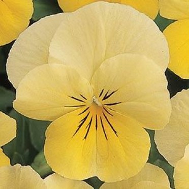 Viola 'Sorbet Lemon Chiffon'