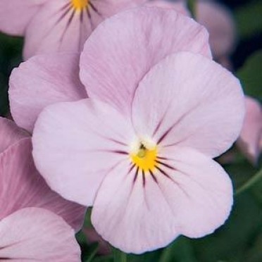 Viola 'Sorbet Lilac Ice'