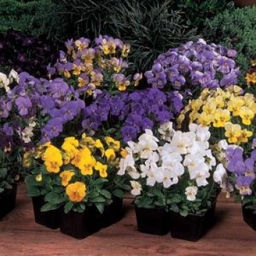 Viola 'Sorbet Mix'