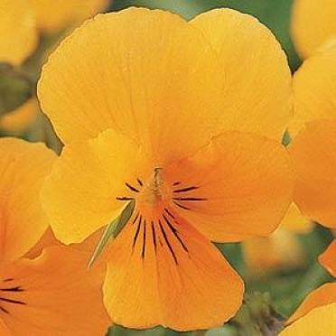 Viola 'Sorbet Orange Delight'