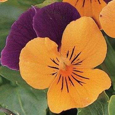 Viola 'Sorbet Orange Duet'