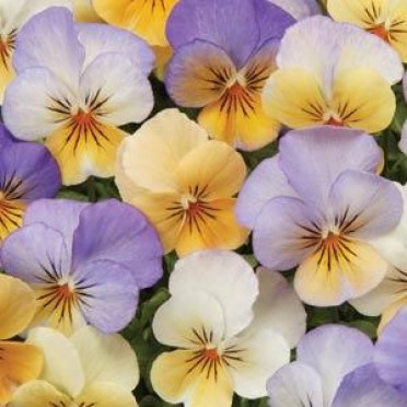 Viola 'Sorbet Peach Frost'