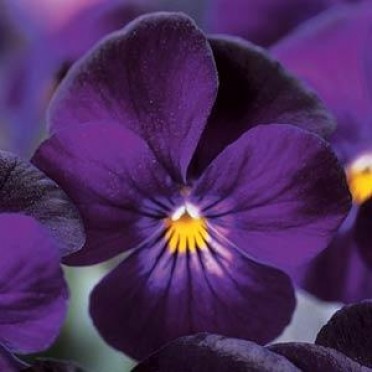 Viola 'Sorbet Plum Violet'