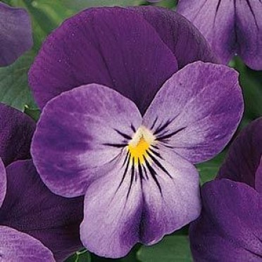 Viola 'Sorbet Purple Duet'