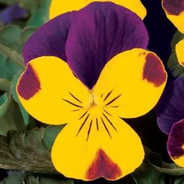 Viola 'Sorbet Sunny Royal'