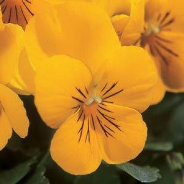 Viola 'Sorbet Yellow Delight'