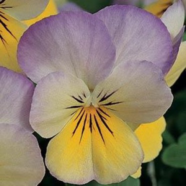 Viola 'Sorbet Yellow Frost'