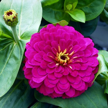 Zinnia 'Magellan Cherry'