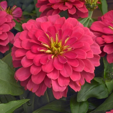 Zinnia 'Magellan Coral'