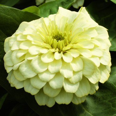 Zinnia 'Magellan Ivory'