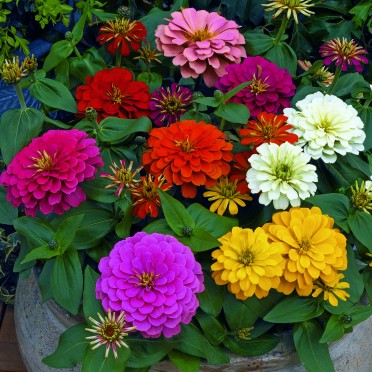 Zinnia 'Magellan Mix'