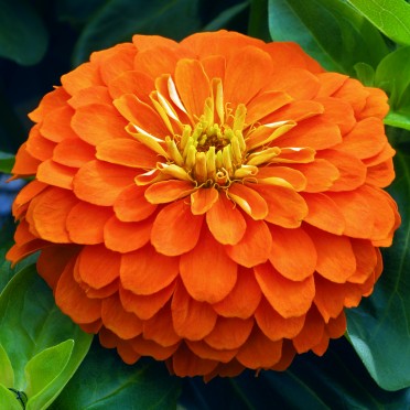 Zinnia 'Magellan Orange'