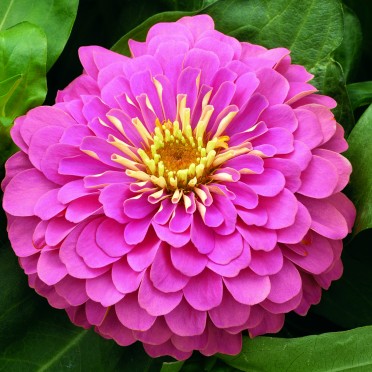 Zinnia 'Magellan Pink'