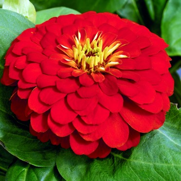 Zinnia 'Magellan Scarlet'