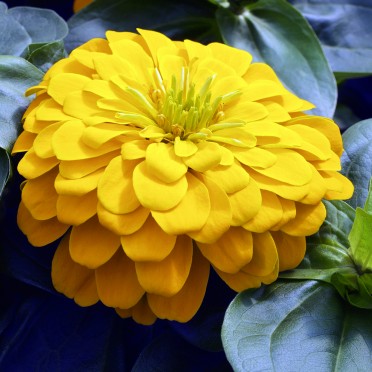 Zinnia 'Magellan Yellow'