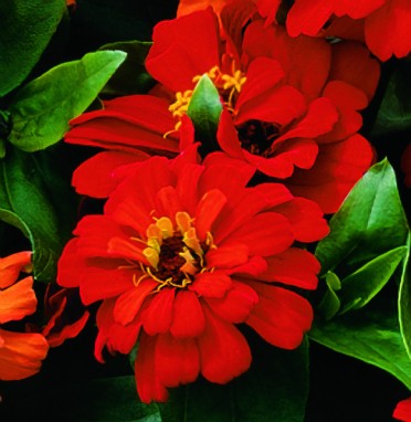 Zinnia 'Short Stuff Deep Red'