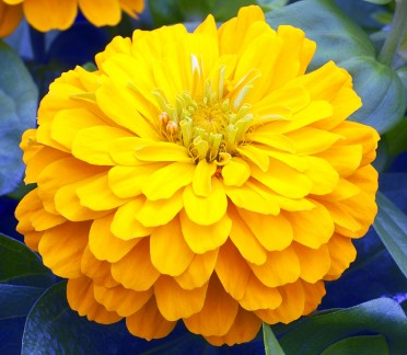 Zinnia 'Short Stuff Gold'