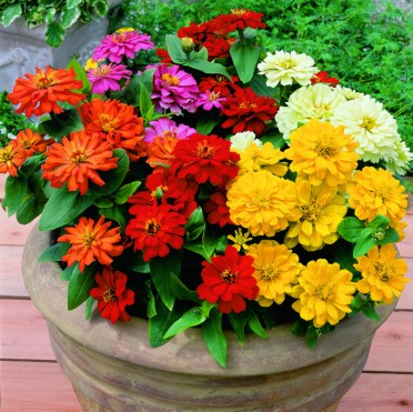 Zinnia 'Short Stuff Mix'