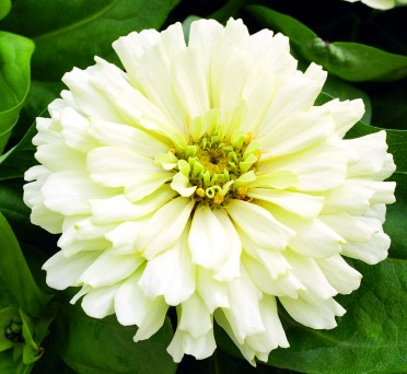 Zinnia 'Short Stuff White'