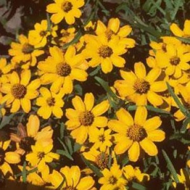 Zinnia 'Star Gold'