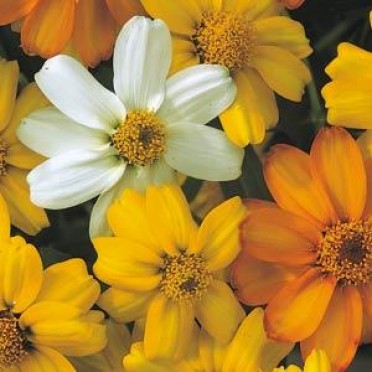 Zinnia 'Star Mix'