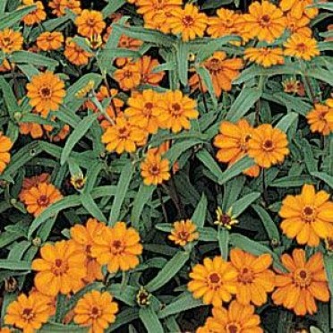 Zinnia 'Star Orange'