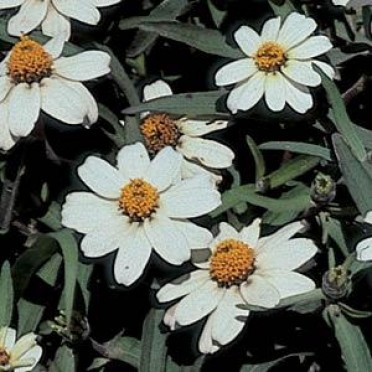 Zinnia 'Star White'