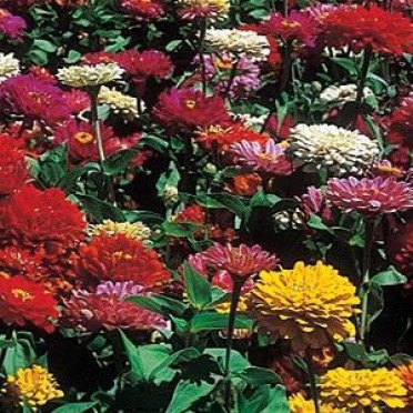 Zinnia 'State Fair Mix'