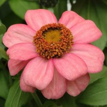 Zinnia 'Zahara Coral Rose'