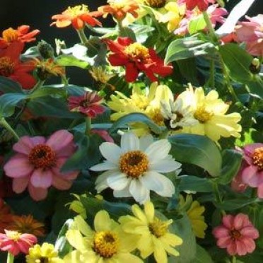 Zinnia 'Zahara Mix'