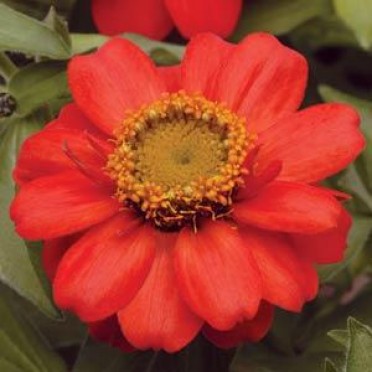 Zinnia 'Zahara Scarlet'