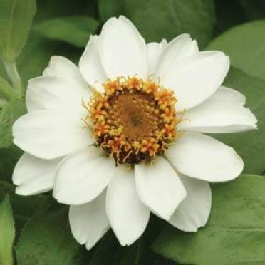 Zinnia 'Zahara White'