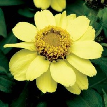 Zinnia 'Zahara Yellow'