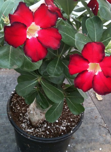 Adenium obesum 'Desert Rose'